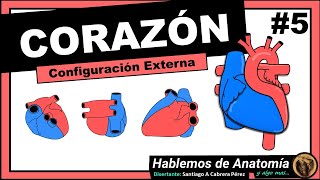 Anatomía  Corazón y Mediastino [upl. by Lola]