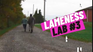 Lameness Lab 3 Is this horse lame Training your eye to see lameness By Equine Guelph [upl. by Alamac636]