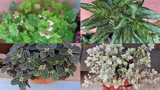 7 plantas maravilhosas fáceis de cultivar para iniciantes [upl. by Harper87]