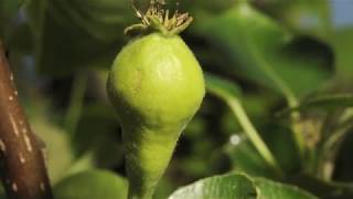 Pear flower opening to fruit swelling time lapse filmed over 8 weeks [upl. by Ramat]