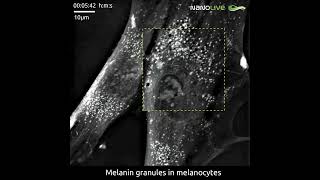 Melanin Granules on the Move in Melanocytes [upl. by Corder906]