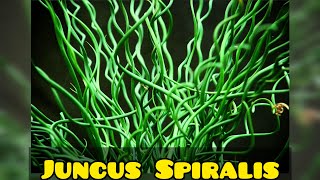 Juncus Spiralis Como Cultivar [upl. by Rissa]