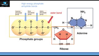 Bioenergetics Part 3 Adenosine Triphosphate ATP [upl. by Mosora]