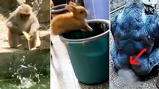 We All Suck At Life  Cute Animal Fails Ozzy Man Almost Not Swearing [upl. by Nyrb]