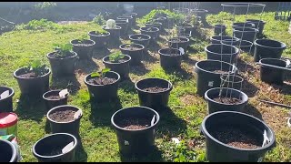 Organic Container Gardening  Over 40 Pots containergardening [upl. by Neeven]