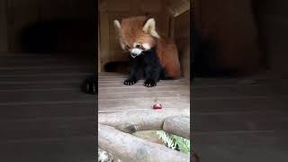 I gave it food and the red panda bit me [upl. by Daniell]