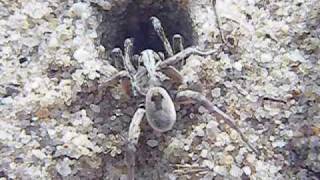 Wolf Spiders on Cape Cod [upl. by Itsyrc13]