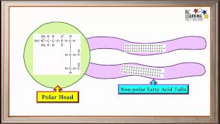 WCLN  Phospholipids  Biology [upl. by Frasch]