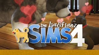 Wir machen Welpen 28 🐈 Die Sims 4 Hunde und Katzen [upl. by Fisch]