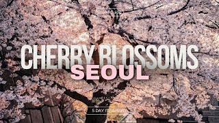 Cherry Blossom Season in Seoul 2024  Korea Travel Tips [upl. by Yanrahs]