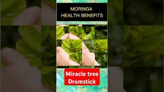 Health benefits of Moringa RoutineHealthRemedies moringabenefits moringameditations [upl. by Etteniotnna]