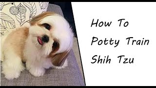 How To Train Your Shih Tzu Potty in 2021 Housebreak A Shih Tzu [upl. by Atirihs458]