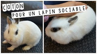 Pourquoi mon lapin morda peurne veut pas sortir [upl. by Cavan]