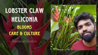 Lobster Claw Heliconia Plant  Culture and Care [upl. by Fulbert]