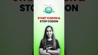 Start Codon amp Stop Codon [upl. by Allicserp623]