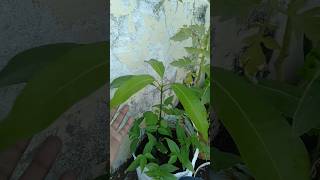 aam ka plant part2garden aam happygardeninglife happugardening [upl. by Yeltnarb]