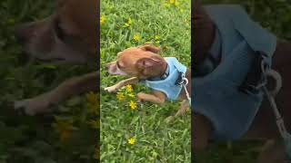 Peewees afternoon potty break dogwalker petcare petservices dogs petsarefamily potty [upl. by Rehteh]