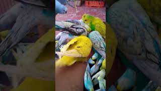 Healthy Budgie Diet Secrets Best Foods Revealed [upl. by Enaitsirk]