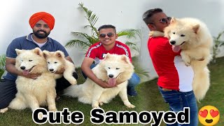 Beautiful Samoyed kennel in India 😍  Dog paradise kennel [upl. by Zetrauq]