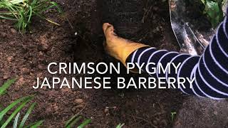 How To Plant a Crimson Pygmy Japanese Barberry and Moving a Shrub to a New Spot barberry fallcolor [upl. by Jean]