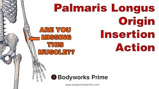 Palmaris Longus Anatomy Origin Insertion amp Action [upl. by Gariepy80]