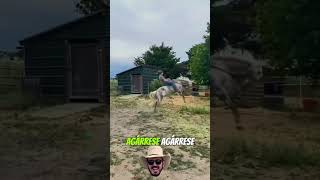 Mis respetos 🤠 girl caballos ranchlife [upl. by Berlin200]