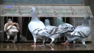 Peter Haas Day with Racing Pigeons Brieftauben Palomas 2013 [upl. by Leta]