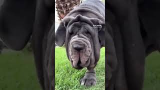 Mastino Napoletano neapolitanmastiff mastinonapoletano molosserdogs [upl. by Tager]