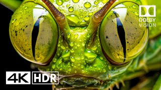 Jaw Dropping HDR 4K 60fps Dolby Vision 4K Video 4k hdr [upl. by Michael]