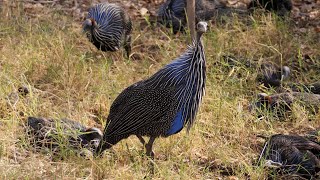 Vulturine Guineafowl in Kenya [upl. by Blau989]