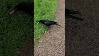 Another Crow in Steyne Gardens Worthing [upl. by Nibuz984]