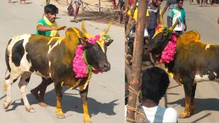 அருமையான வளர்ப்பு  Avaniyapuram jallikattu 2022  அவனியாபுரம் ஜல்லிக்கட்டு 2022  YNSC PHOTOGRAPHY [upl. by Reyam369]