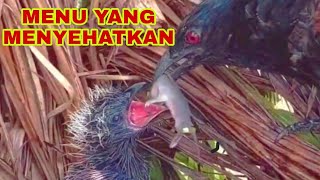 SANTAPAN LEZAT ANAK BURUNG BUT BUT HARI INI DI SARANG [upl. by Ileray172]