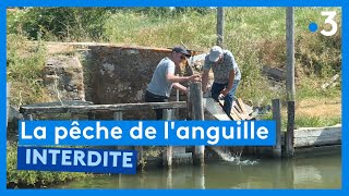 Qui veut la peau des pêcheurs danguille [upl. by Noyr210]