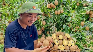 Harvesting Sapodilla Fruit goes to the Market sell  Plant Dandelion greens  Rural Life [upl. by Henka]