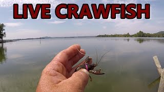 Bass Fishing With Live Crawfish [upl. by Frances]