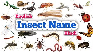 Insects name vocabulary  Insect name in English and Hindi with image  Insects image  Kids English [upl. by Hazmah600]