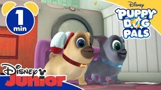 Puppy Dog Pals  Prendete quello scoiattolo  Disney Junior Italia [upl. by Ibmab269]