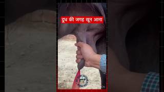 पशु के दूध के जगह खून आना cow buffalo mastitis thanela cattle veterinary vet farming shorts [upl. by Kemp943]