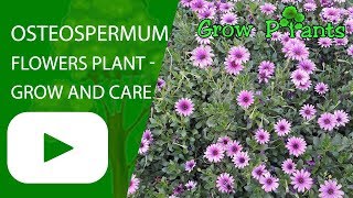 Osteospermum flowers plant  grow and care [upl. by Colleen]