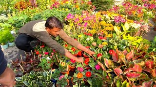 IMPATIENS GERBERA CHANDRAMALLIKA FLOWER PLANT AT TALAHAAT GALIFF STREET MARKET Best Flowers Forever [upl. by Bunker]