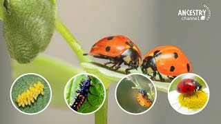 Lifecycle of a ladybug  From tiny egg to adult  Ancestry Discovery [upl. by Enoek]