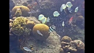 Grooved Brain Coral spawning at Harbour Village Bonaire Coral Reef on 2021 06 06 at 1806 [upl. by Darius]