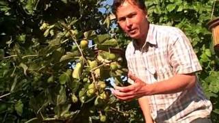 How to get your Figs on your Fig Tree to Ripen Faster [upl. by Magulac]