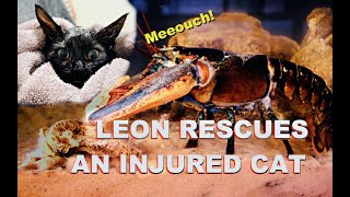 Leon Rescues An Injured Cat [upl. by Brunk187]