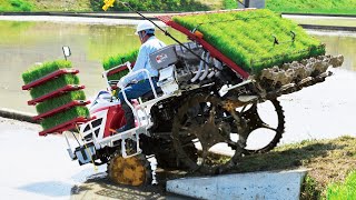 Wet Rice From Seed To Harvest Process  Amazing Modern Asia Agriculture Technology [upl. by Chadwick]