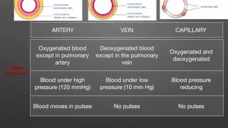 AS level G1 Arteries veins capillaries Ms Cooper [upl. by Gnoh833]