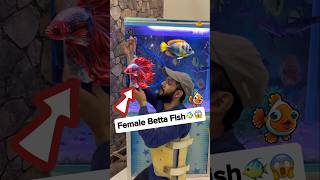 Betta Fish Larne Lagi 🐠😱 fish bettafish beetafish betta petsman aquarium goldfish [upl. by Giovanni]