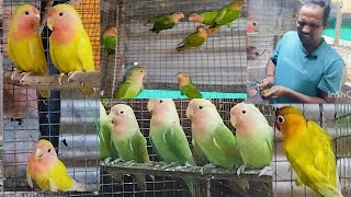 24 October 2024Lovebird ki phir shandar progress  ek Kamyab cag breeding  Hindi [upl. by Asyram]