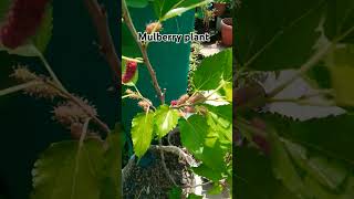 Mulberry plant in contener youtubeshorts viralshort [upl. by Ailsun]